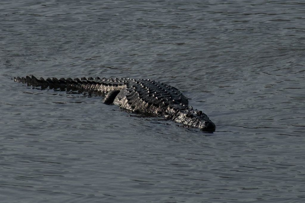 crocodile-chitwan