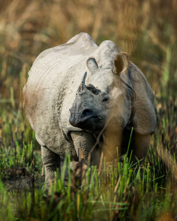cropped-rhino-chitwan-nepal.jpg