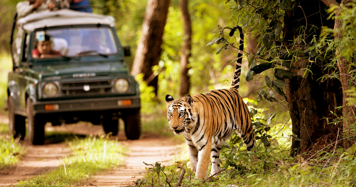 Chitwan Jungle Safari Tour - Chitwan National Park jungle Safari Package